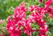 Petunia atkinsiana Tumbelina Cherry Riple(XXL)