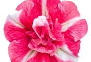 Petunia atkinsiana Tumbelina Cherry Riple(XXL)