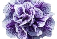 Petunia atkinsiana Tumbelina Priscilla Pro (12cm)