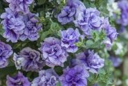 Petunia atkinsiana Tumbelina Priscilla Pro (12cm)