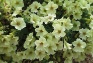 Petunia atkinsiana Crazytunia Bitter Lemon (12cm)