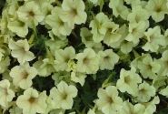 Petunia atkinsiana Crazytunia Bitter Lemon (12cm)