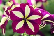 Petunia atkinsiana Crazytunia Knight Rider (12cm)