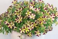 Petunia atkinsiana Crazytunia Knight Rider (12cm)