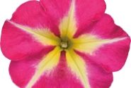 Petunia atkinsiana Crazytunia Pink Flamingo (12cm)