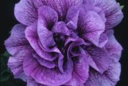 Petunia atkinsiana Tumbelina Priscilla (12cm)