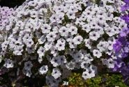 Petunia atkinsiana Surfinia Blue Vein (XXL)