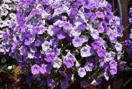 Petunia atkinsiana Surfinia Sky Blue (XXL)