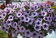 Petunia atkinsiana Surfinia Compact Purple Vein (XXL)