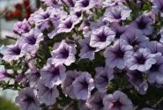 Petunia atkinsiana Surfinia Compact Purple Vein (XXL)