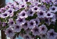 Petunia atkinsiana Surfinia Compact Purple Vein (XXL)