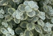 Helichrysum petiolare Variegata (12 cm)