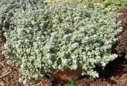 Helichrysum petiolare Variegata (12 cm)