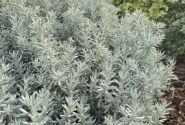 Helichrysum petiolare Trailing Silver (12 cm)