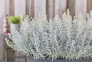 Helichrysum petiolare Trailing Silver (12 cm)
