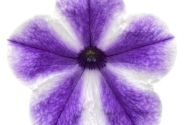 Petunia atkinsiana Surfinia Lagoon Blue Star (XXL)