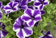Petunia atkinsiana Surfinia Lagoon Blue Star (XXL)