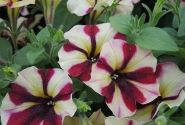 Petunia atkinsiana Prettytoonia Red Cream (12cm)