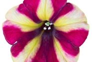 Petunia atkinsiana Prettytoonia Red Cream (12cm)