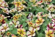 Petunia atkinsiana Prettytoonia Red Cream (12cm)