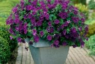 Petunia atkinsiana Surfinia Amethyst
