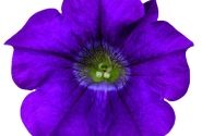 Petunia atkinsiana Surfinia Amethyst