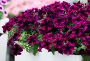 Petunia atkinsiana Crazytunia Cosmic Purple (12cm)