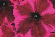 Petunia atkinsiana Crazytunia Cosmic Purple (XXL)