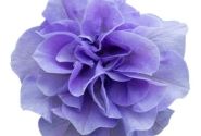 Petunia atkinsiana Tumbelina Maria