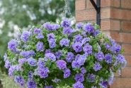 Petunia atkinsiana Tumbelina Maria