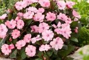 Impatiens Neu-Guinea Sunpatiens Compact Blush Pink (12cm)