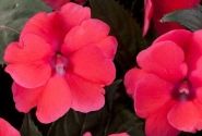 Impatiens Neu-Guinea Sunpatiens Compact Deep Rose (12cm)
