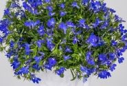 Lobelia erinus Africo Strong Blue