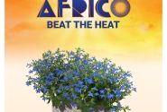 Lobelia erinus Africo Strong Blue