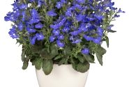Lobelia erinus Africo Dark Blue