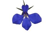 Lobelia erinus Africo Dark Blue
