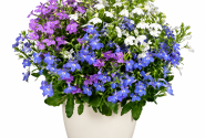 Lobelia erinus Africo Early Mix (XXL)