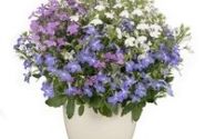 Lobelia erinus Africo Early Mix (XXL)