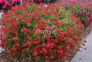 Nemesia hybrida Sunsatia plus Granada (12cm)