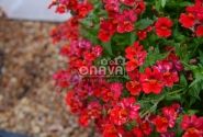Nemesia hybrida Sunsatia plus Granada (12cm)