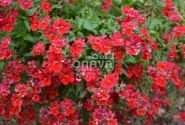 Nemesia hybrida Sunsatia plus Granada (12cm)