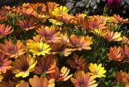 Osteospermum ecklonis Soleo Glow