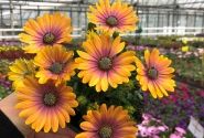 Osteospermum ecklonis Soleo Glow