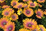 Osteospermum ecklonis Soleo Glow