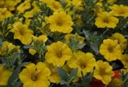 Petunia calibrachoa BeautiCal Yellow Sun