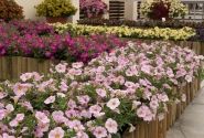 Petunia calibrachoa Supercal Blushing Pink