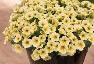 Petunia calibrachoa Supercal Light Yellow