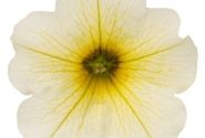 Petunia calibrachoa Supercal Light Yellow