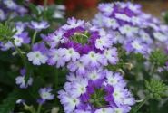 Verbena hybrida Hurricane Blue