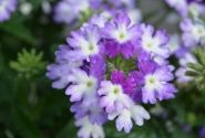 Verbena hybrida Hurricane Blue